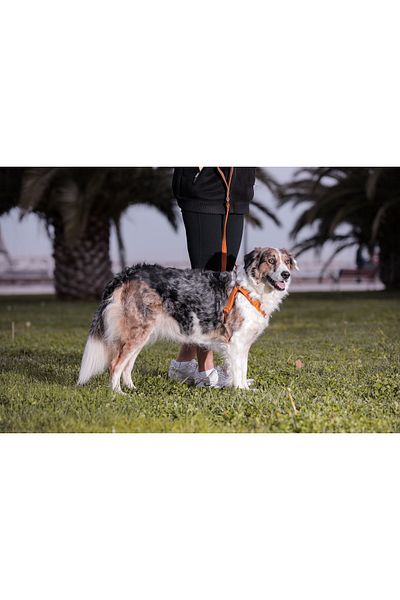 GoPawGo Harlowe Charm Dog Chest Collar Set