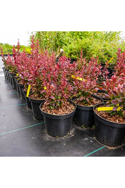 AnkaBahçe Roket Berberis Fidanı Saksılı Peyzaj Bitkisi 30-50 cm
