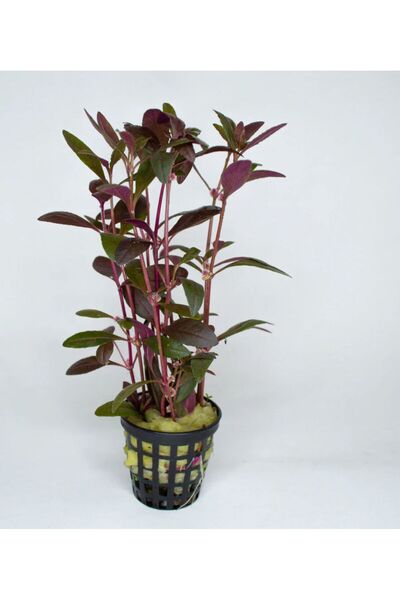 Koi Botanik Alternanthera Sessilis Red 1 Saksı Canlı Akvaryum Bitkisi