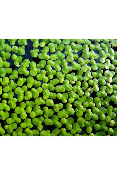 Koi Botanik Lemna Minor (Su mercimeği)