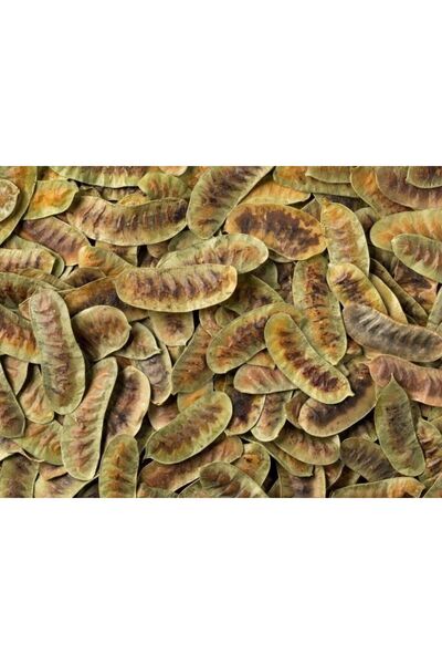 DOĞA NİMETİ AÇLIK OTU 300 GR  ( erkek sinameki doğal kurutulmuş yeni mahsül t...