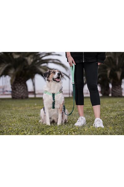 GoPawGo Shelby Charm Dog Chest Collar Set