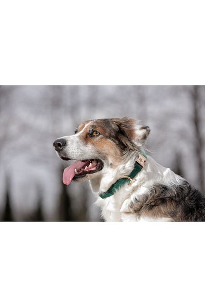 GoPawGo Charmed Shelby Dog Collar