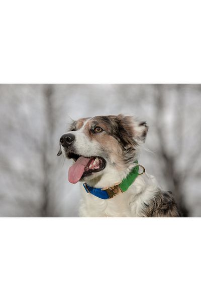 GoPawGo Charmed Jewel Dog Collar