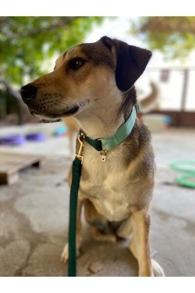 GoPawGo Charmlı Shelby Köpek Boyun Tasması Ve Gezdirme Kayış Seti