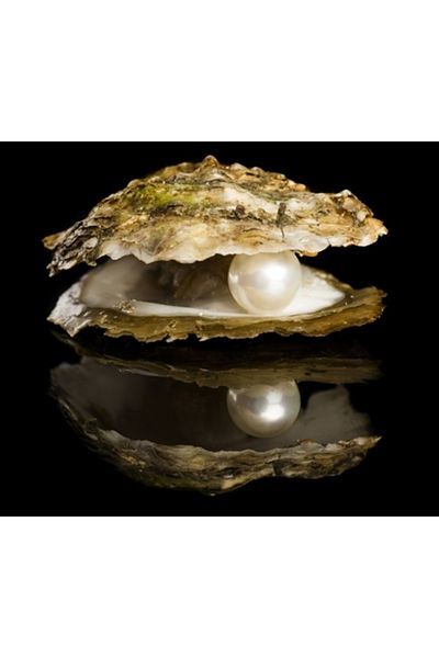 PERİBOİA Oyster Shell with Real Pearl Necklace