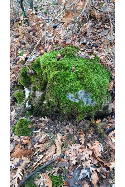 Genel Markalar Doğal Kaya ve Ağaç Yosunu, 40x40 cm, sağlıklı ve doğal dekorasyon malzemesi