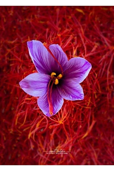 Alanyatropikal Iran Safran Soğanı 5 Adet