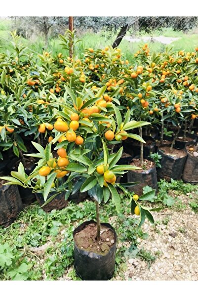EVİM BAHÇEM Kamkat Fidanı 1.kalite Üzeri Meyveli 3 Yaşında Kumkuat Fidanı Kamkat Ağacı Fid