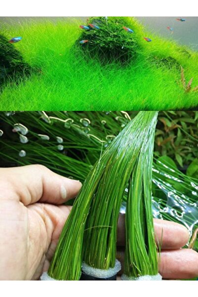 WOOF Parvula Akvaryum Zemin Bitkisi Canlı Akvaryum Bitkisi 1 Saksı