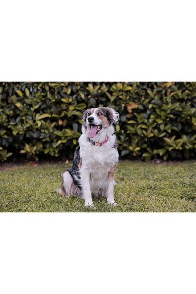 GoPawGo Charmed Supreme Dog Collar