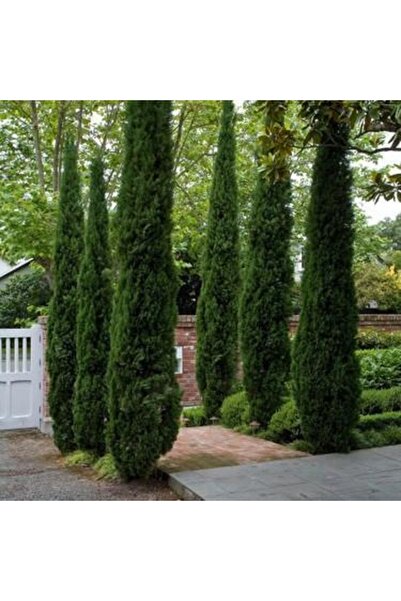 Genel Markalar 4 Adet Tüplü Kara Servi Boy 80-100cm