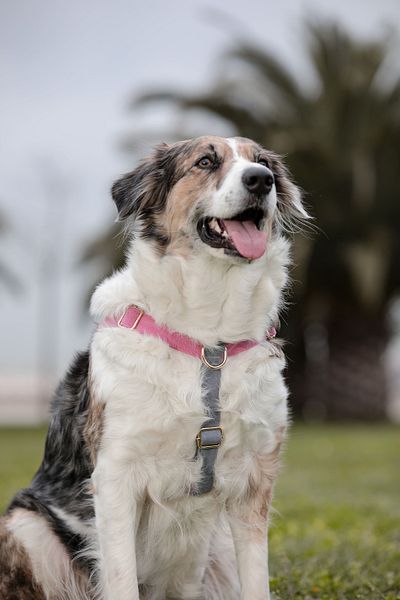 GoPawGo Charmed Supreme Dog Collar