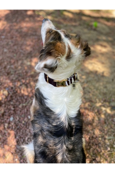 GoPawGo Shadow Köpek Boyun Tasması