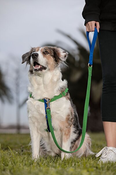 GoPawGo Charmlı Jewel Köpek Göğüs Tasma Seti