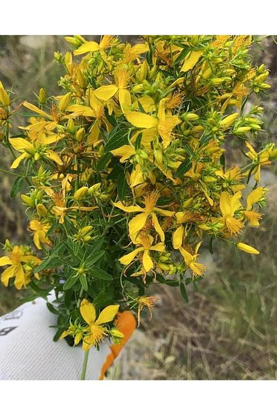 BEYPAZARI YÖRESEL ÜRÜNLERİ 250 ml St. John's Wort Oil