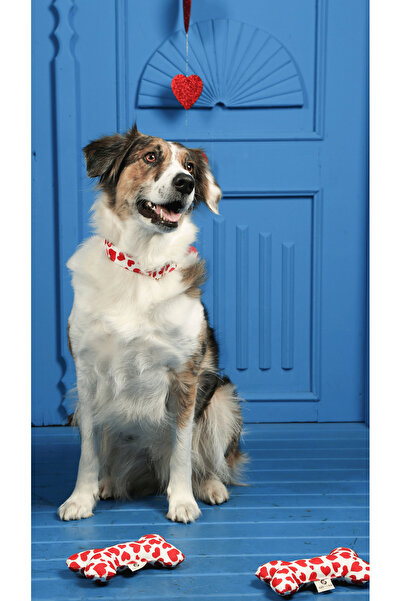 GoPawGo Charmlı Valentine Köpek Boyun Tasması