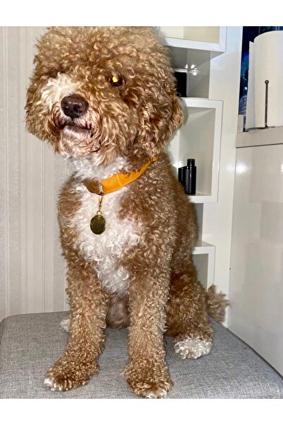 GoPawGo Charmlı Harlowe Köpek Boyun Tasması