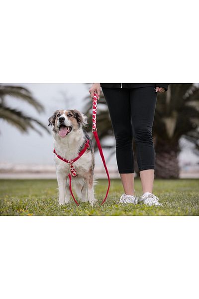 GoPawGo Valentine's Day - Charm Dog Chest Collar Set