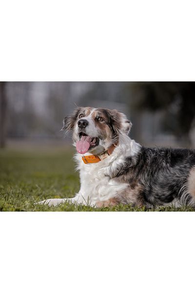 GoPawGo Charmed Harlowe Dog Collar