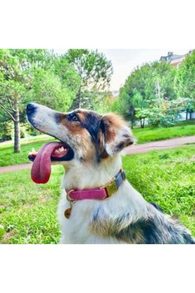 GoPawGo Charmlı Supreme Köpek Boyun Tasması