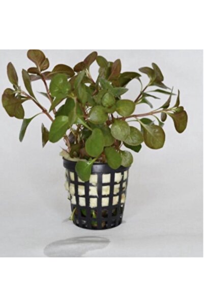 Genel Markalar Ludwigia Ovalis (OVAL GÜL) 1 Saksı Canlı Akvaryum Bitkisi