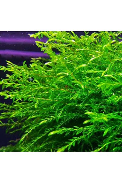 Koi Botanik Willow Moss Canlı Akvaryum Bitkisi 5*5 Cm Tele Sarılı