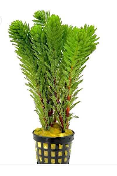 Koi Botanik Myriophyllum Tuberculatum 1 Saksı Canlı Akvaryum Bitkisi