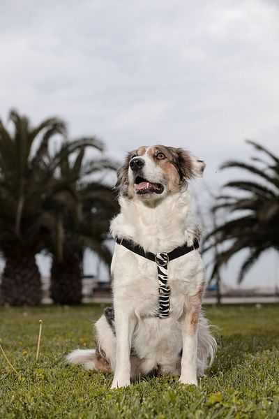 GoPawGo Charmed Shadow Dog Collar
