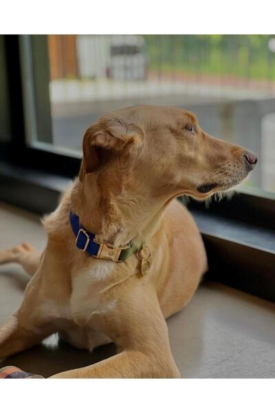 GoPawGo Charmlı Jewel Köpek Boyun Tasması Ve Gezdirme Kayış Seti