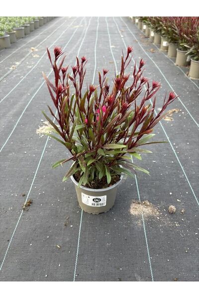 AnkaBahçe Gaura Çiçeği Fidanı Pembe Çiçekli Saksıda