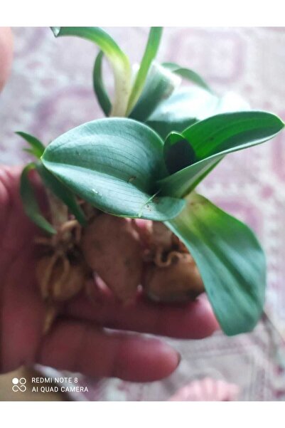 Genel Markalar 100 Adet Salep Yumrusu