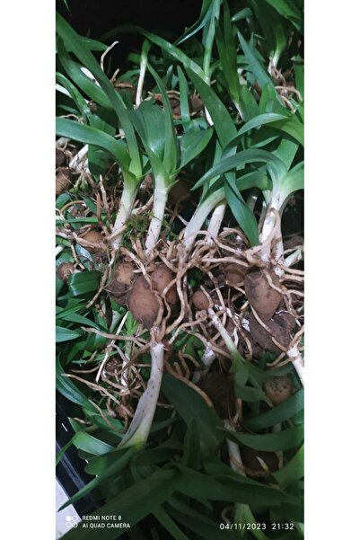 Hınzır Salep Yumrusu 15 Adet