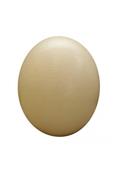 MMU Devekuşu Yumurtası Örümcek Kovucu Fileli Deve Kuşu Yumurtası