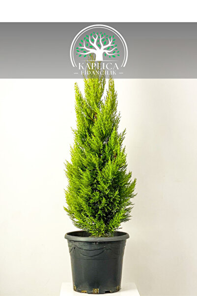 KAPLICA FİDANCILIK Limon Kokulu Limoni Servi Çam 2 Yaş