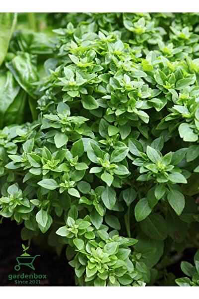 Scented Ball Basil Seedling 1 Potted 20-30Cm Ocimum basilicum