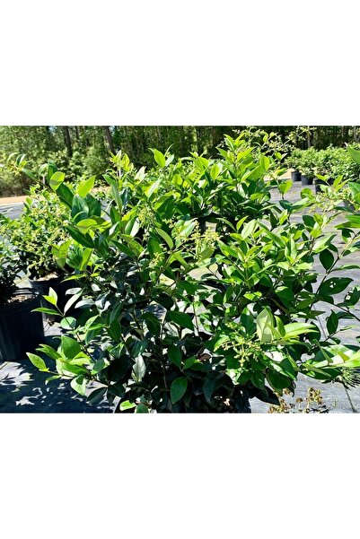 bahçevilya Ligustrum Çalı Çit Bitkisi Fidanı 2 Yaş Tüplü