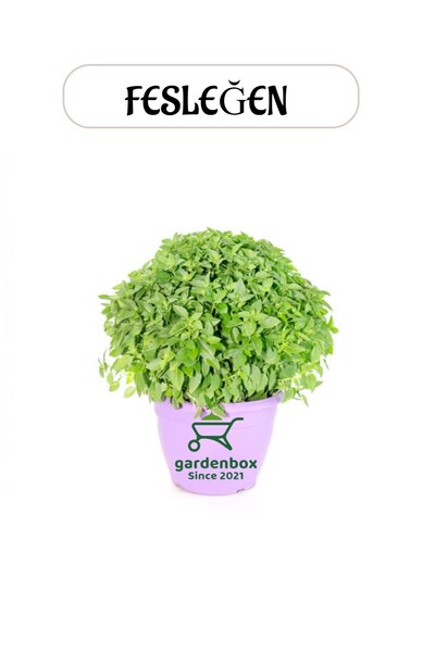 Gardenbox Fesleğen Fidesi Sinek Böcek Kovucu 20-30Cm(Ocimum basilicum)