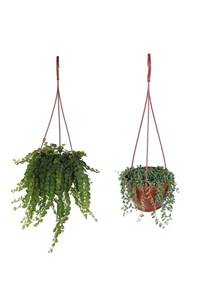 HOBİ VE BAHÇE Altın Kolye - Tesbih Çiçeği - Askılı Saksıda - Fırsat Paketi - 1