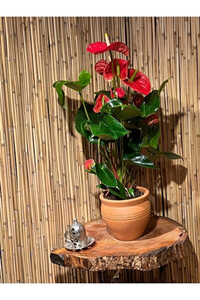 SENA BOTANİK VE ÇİÇEK Antoryum Çiçeği Filamingo Çiçeği Anthurium Red Winner 55-60 Cm Ithal Ev,ofis,salon Bitkisi