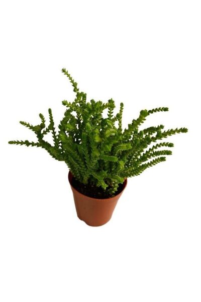 sukulentdunyammm Sukulent Prenses Çamı Crassula Muscosa 5.5 Cm Saksı Çiçek Sü...