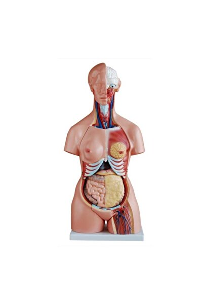 SNG Medikal Market Insan Anatomi Maketi (kadın-erkek-genital Organsız) - Tors...
