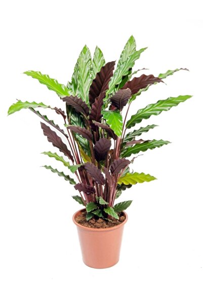 Cemre Garden Calathea Rufibarba Wavestar - Dua Çiçeği Kaladya Xl - Ev Ofis Sa...