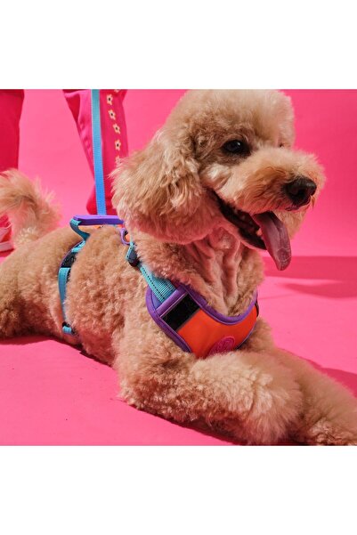 Bunico Reflective Dog Collar - Gradient