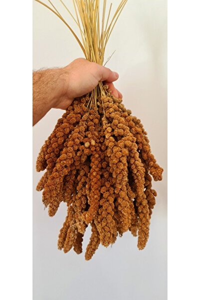 Vivid Kızıl Dal Darı 500 Gr Taze Yeni Mahsul