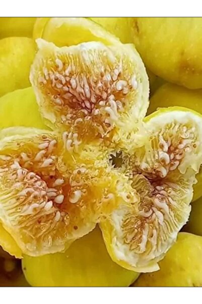 Doğan Fidancılık Tüplü 3 Yaşında Incir (bursa) Beyazı Fidan Boyu 130 - 180 Cm