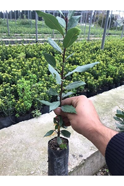 bahçevilya Defne Ağacı Fidanı