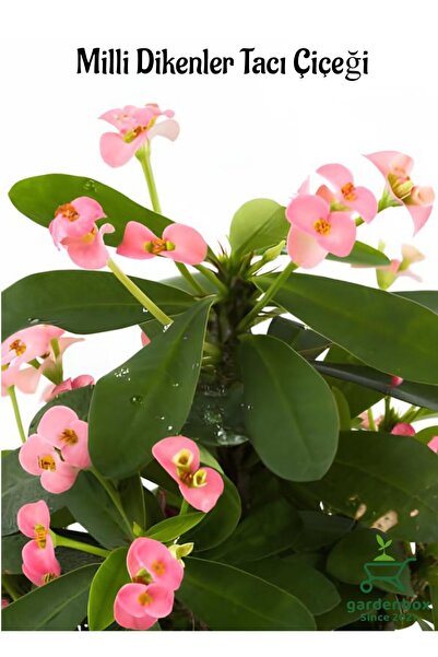 Gardenbox Şeker Pembe Milii Dikenler Tacı 20-25Cm (Euphorbia milii pink)