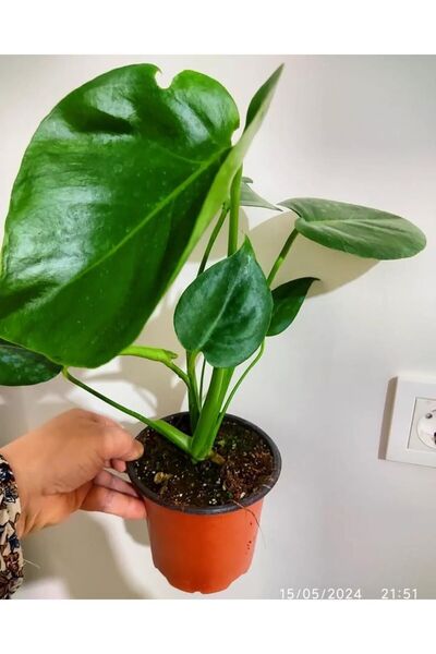 Delivery of camel sole seedling (35-45cm) soil potted
