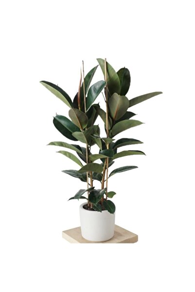 BotanikBahçesi Kauçuk Çiçeği Çift Dal